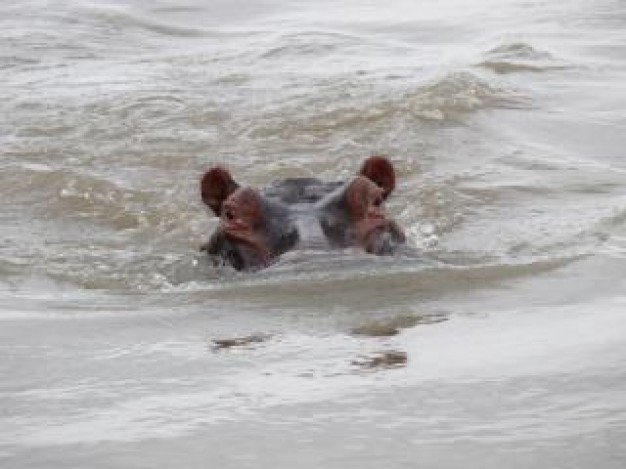 Hippopotamus swimming Sapo National Park hippo about Bristol Zoo Liberia